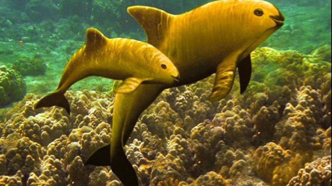 Sergio Mayer, preocupado por la "vaquita amarilla"