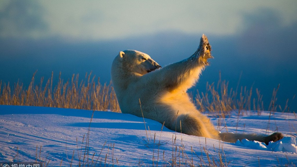 Las fotos más cómicas de la naturaleza