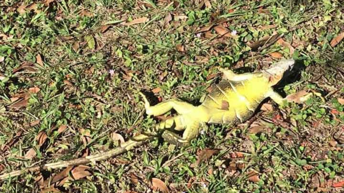 Iguanas mueren petrificadas en Florida por frío