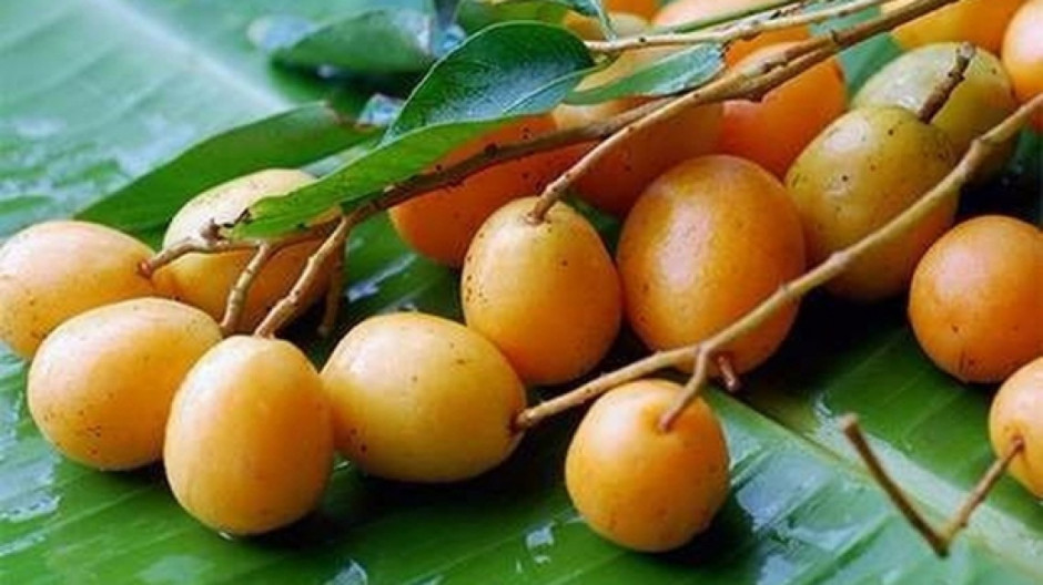 “Amor de verano” la cerveza de jobito 100% tamaulipeca