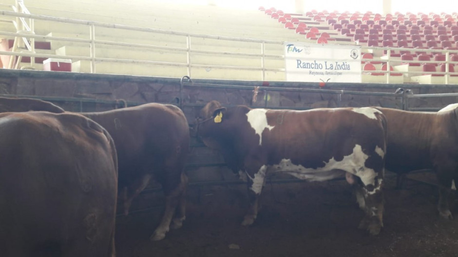 Subsidian 46 toros en Reynosa a través de “Mejoramiento Genético”