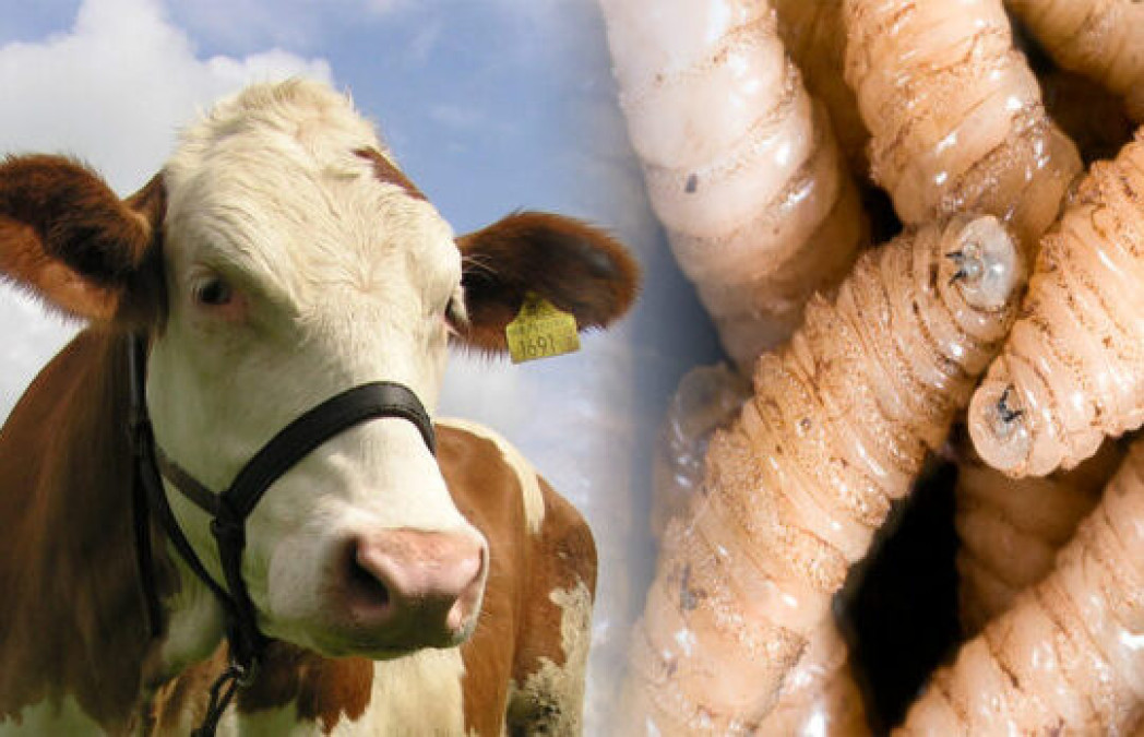 México refuerza medidas para controlar y erradicar el gusano barrenador del ganado