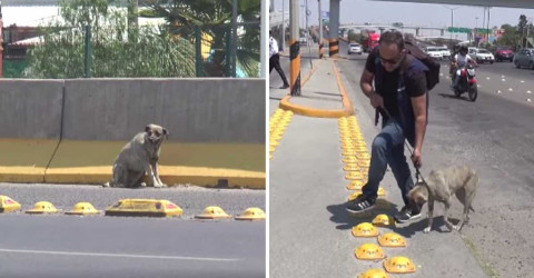 Reportero interrumpe transmisión para rescatar a un perrito 