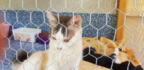 Por pandemia, aumenta el número de gatos abandonados en Chipre