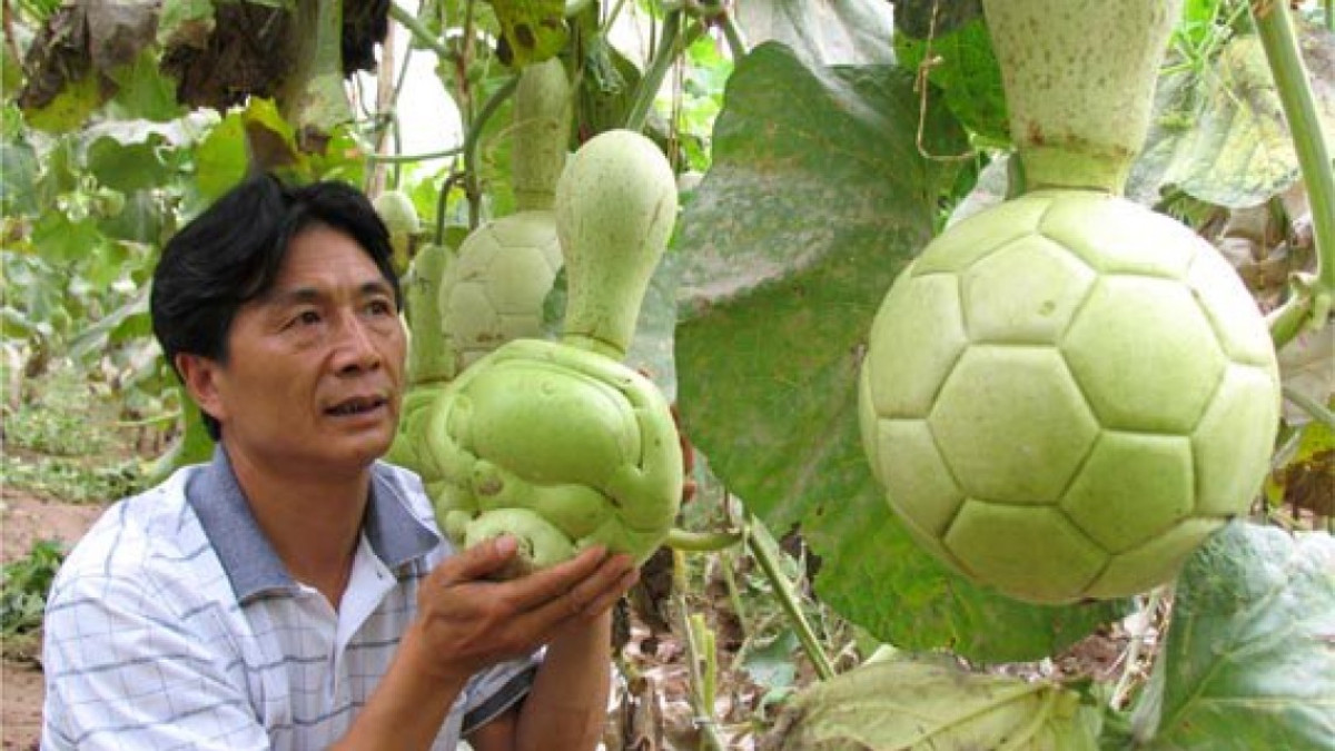 Las frutas con forma alcanzaron un nuevo nivel 