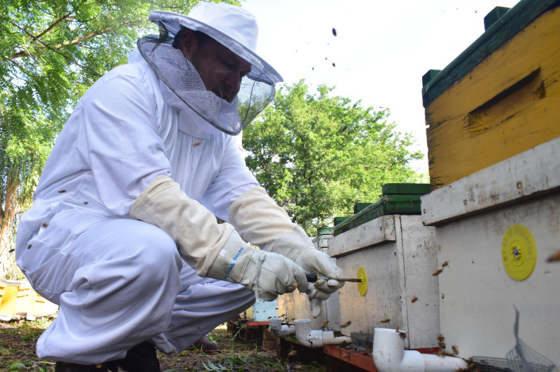Gobierno retoma el areteo de colmenas