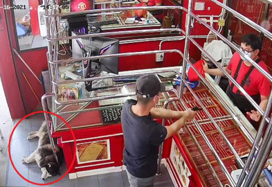 Husky duerme mientras le roban la joyería de su dueño