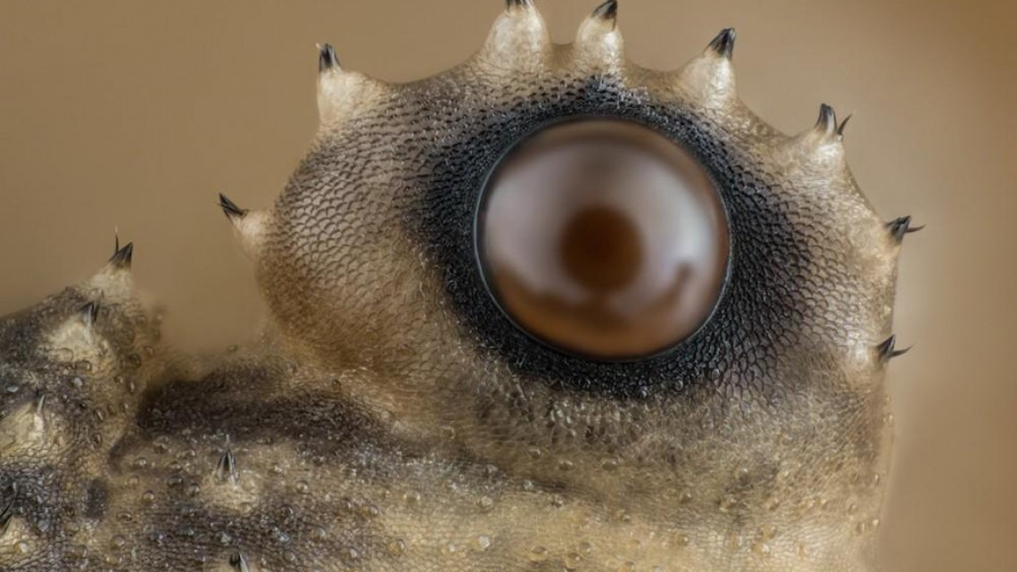 Estas microscópicas imágenes te sorprenderán