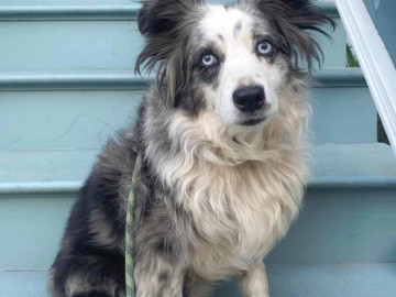 Ofrecen 7 mil dólares por perro robado