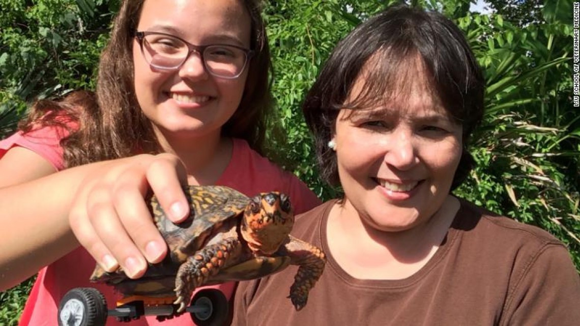 'Pedro, la tortuga' perdió sus patas, pero LEGO ayudó a que se moviera nuevamente