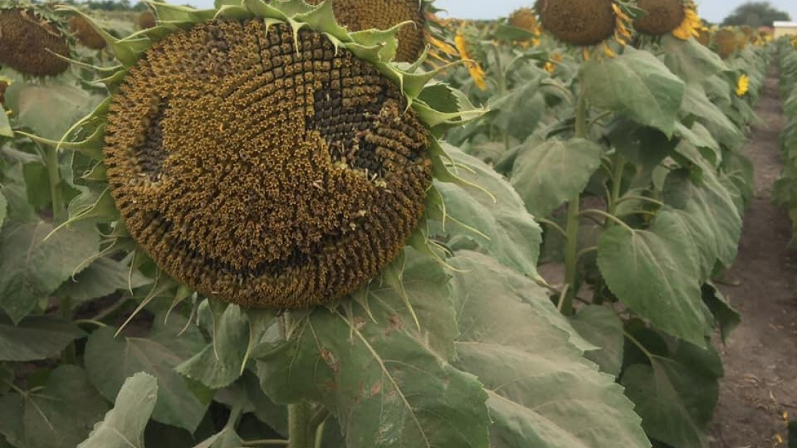 Destruyen cultivo de girasoles en el ejido Revolución