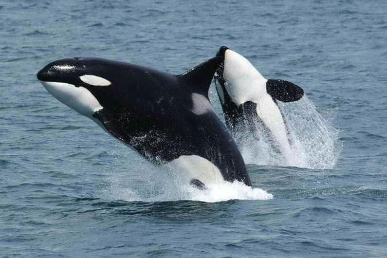 Primer caso documentado de infanticidio entre orcas