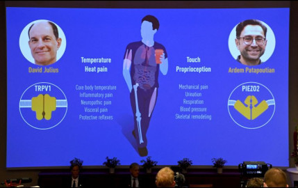 El Nobel de Medicina 2021 es otorgado a David Julius y Ardem Patapoutian
