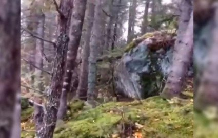 ¿Has visto un bosque respirar? Muy probablemente así se vería