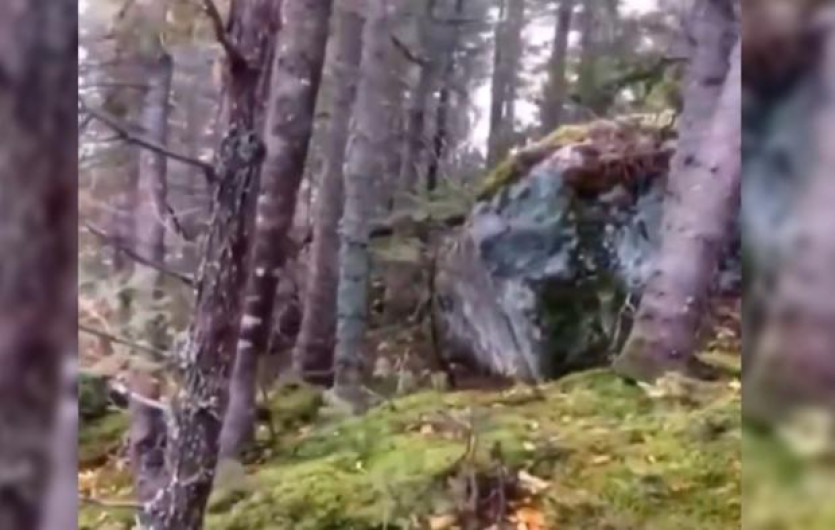 ¿Has visto un bosque respirar? Muy probablemente así se vería