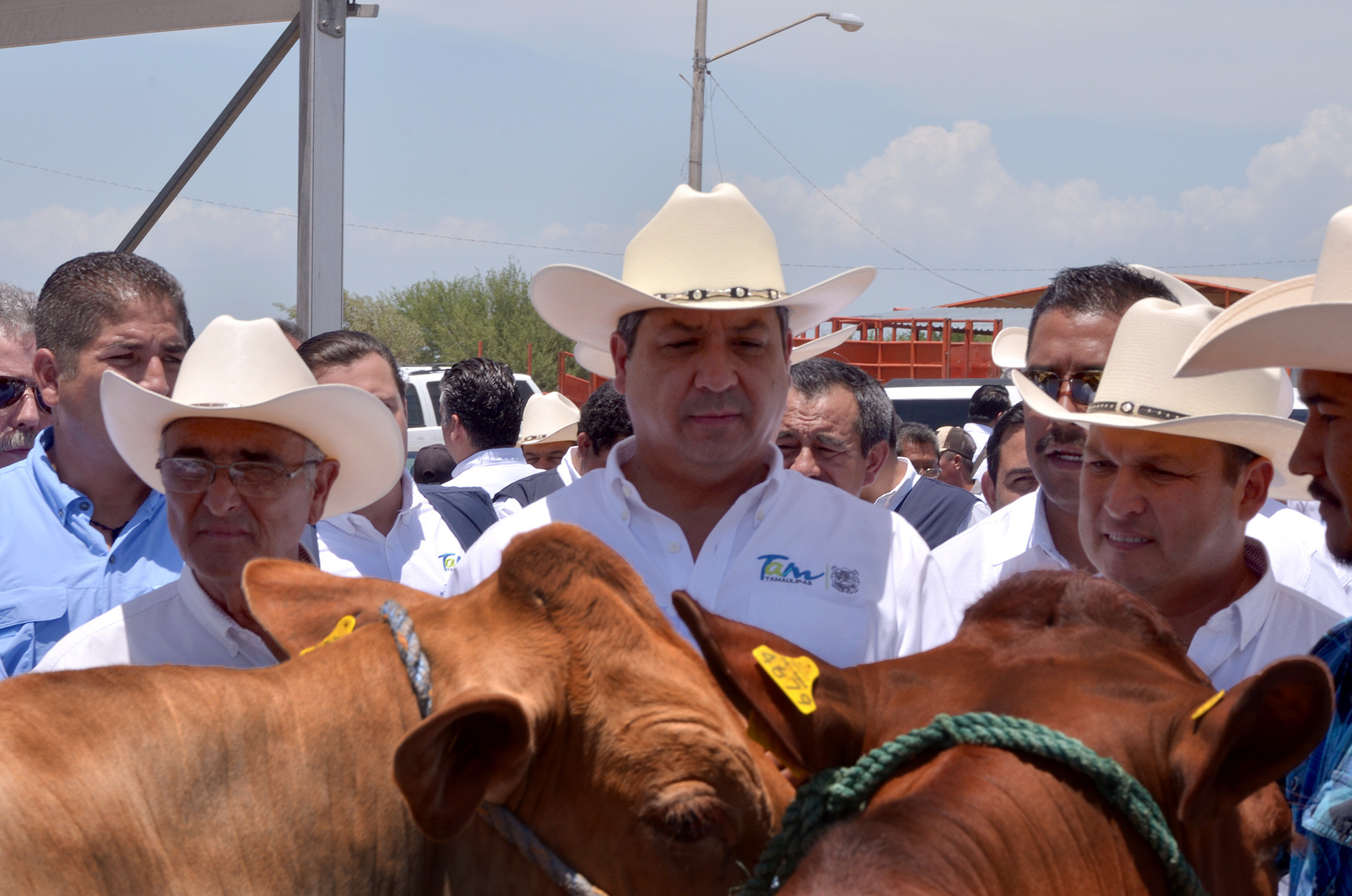 Entregan ganado bovino a productores pecuarios