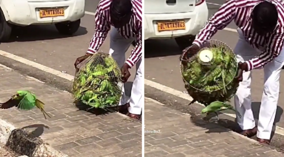 Hombre compra jaula de pericos y los libera en plena calle