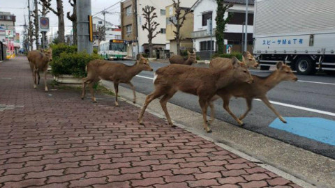La naturaleza se abre paso por el coronavirus 