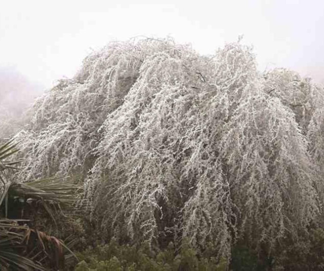 Pega helada en capital de Tamaulipas