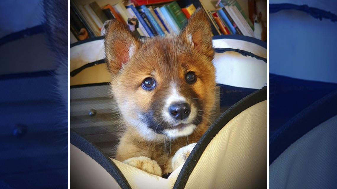 Pensaba que era un zorro o un perro, pero resultó ser algo más sorprendente