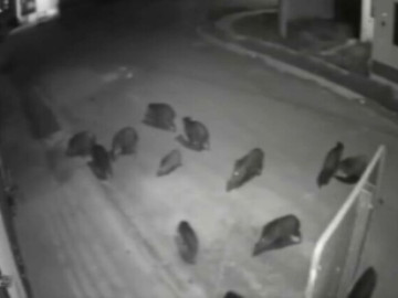 Captan a pandilla de jabalíes en San Pedro Garza García