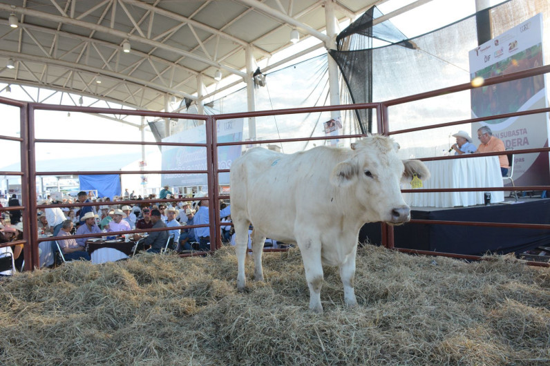 Reconocen ganaderos apoyo del gobernador Américo Villarreal