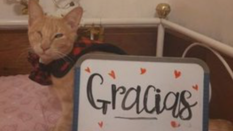 Gatito vende cupcakes para pagar cirugía y salvar su ojo