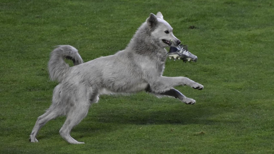 Perrito que interrumpió partido de fútbol fue adoptado
