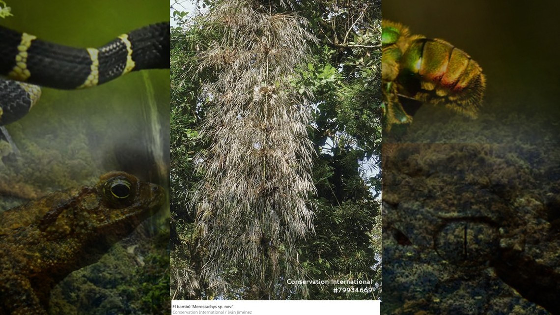 Descubren 20 nuevas especies en selvas de Bolivia