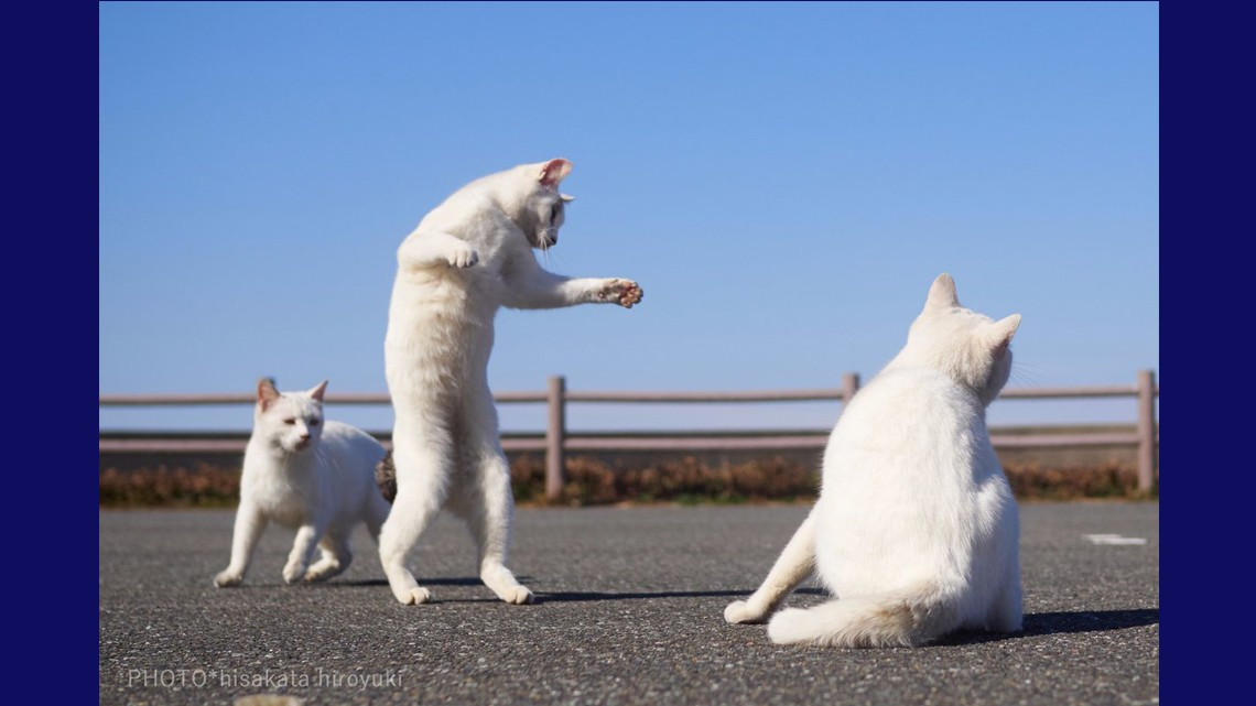 Estos gatos no son ninjas, pero lo parecen