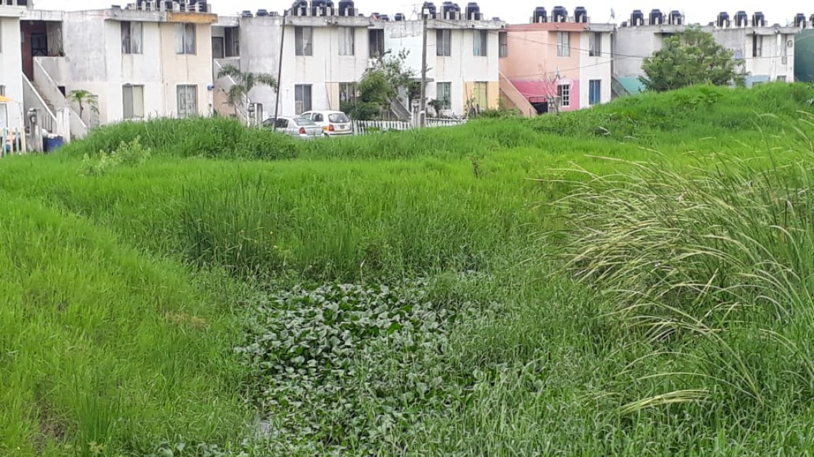 Cocodrilos defienden a muerte sus territorios en Lagunas del sur de Altamira.