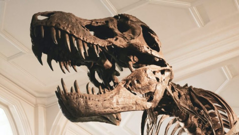 Hallan al antepasado más antiguo del Tiranosaurio Rex 