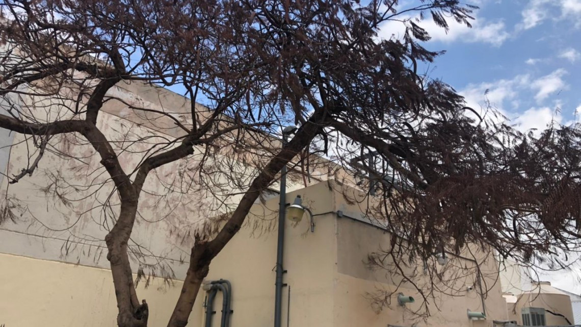 Previo a primavera, trabajan en recuperación de áreas verdes afectadas por heladas