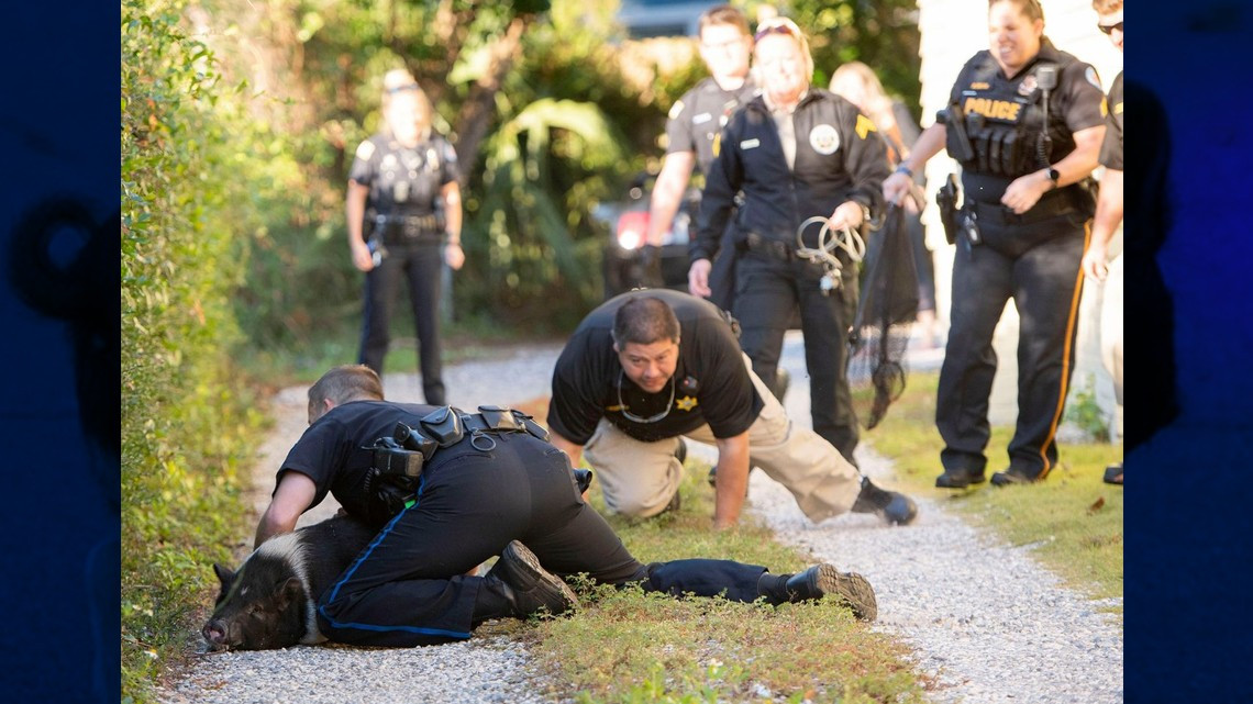 Cerdo desata persecución policíaca en Florida 