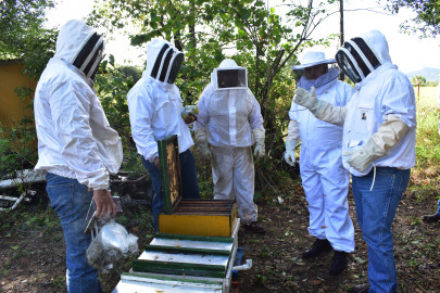 GobTam exhorta a los apicultores a que aprovechen el subsidio en areteo de colmenas