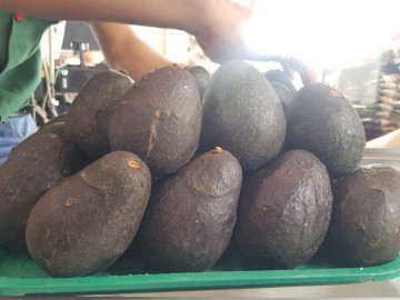 Sigue caro el aguacate Hass