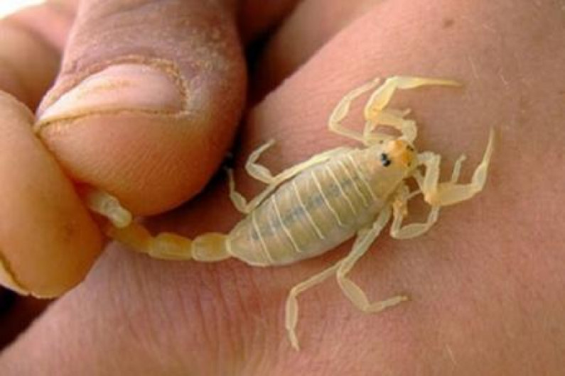 Están preparados con antídotos contra animales ponzoñosos