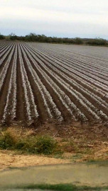 Bajas temperaturas dejan afectaciones en el campo