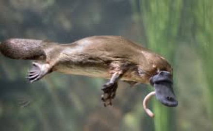 Construyen en Australia primer santuario de ornitorrincos