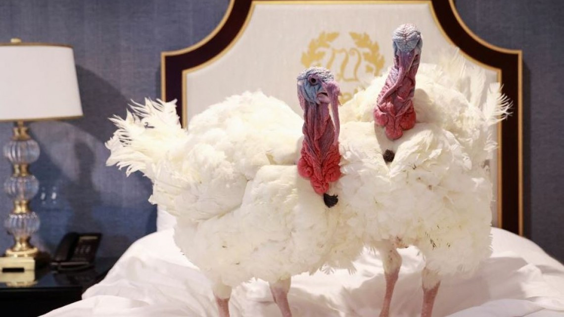 Realiza Trump tradicional “perdón del pavo” en celebraciones del Thanksgiving