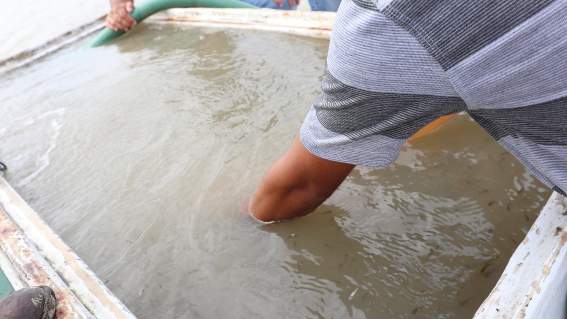 Impulsa Gobierno de Tamaulipas producción de tilapia en presa Falcón