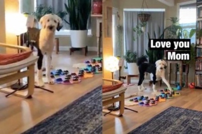 Así expresa un perrito el amor a su dueña