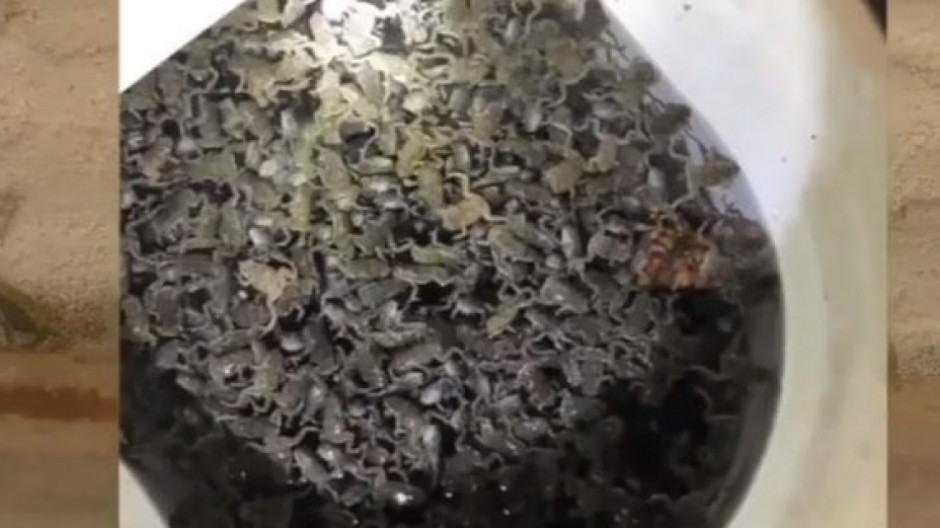 Alerta en Florida por presencia de sapos venenosos