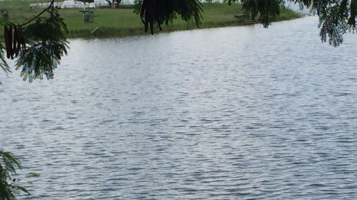 Alertan por posibles ataques de cocodrilos en sistemas lagunarios