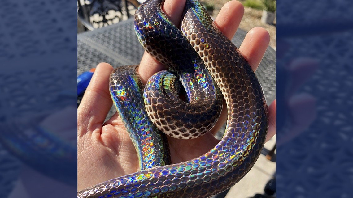 La cobra más bonita que verás hoy