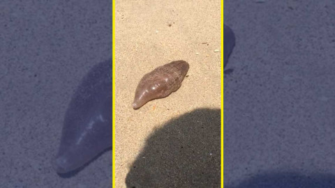 Encuentran extraña criatura en plata de Tailandia