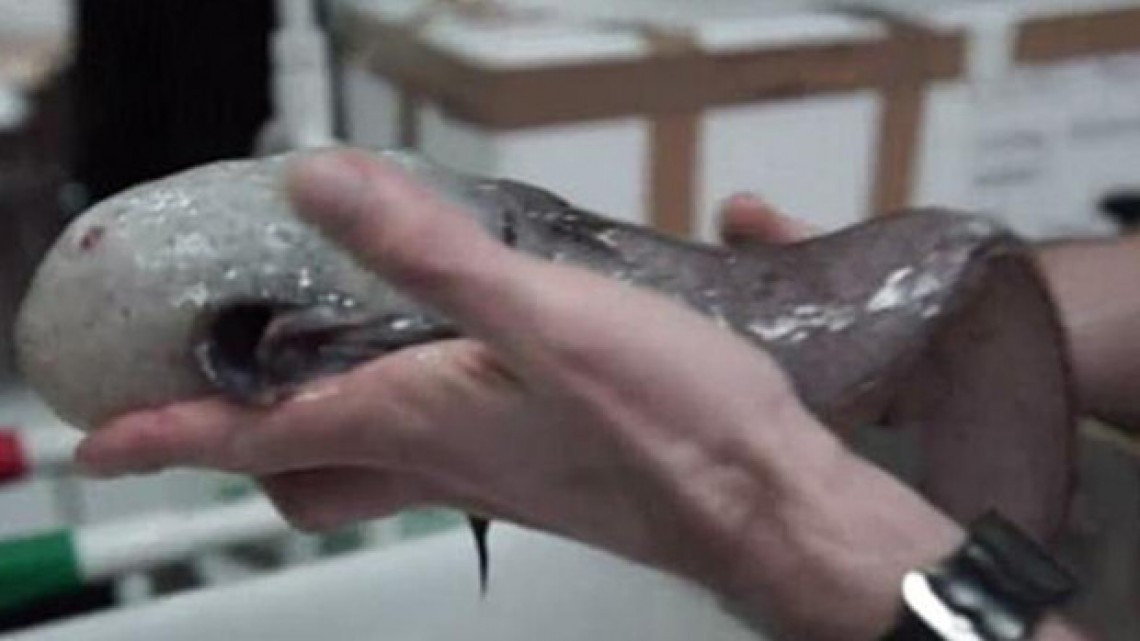 Hayan pez sin rostro en Australia