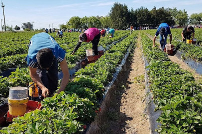 Alertan sobre fraudes de trabajos en el extranjero