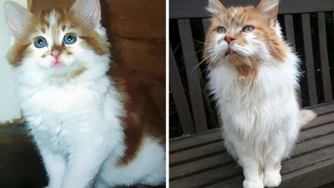 Este gatito cumplió ¡30 años!
