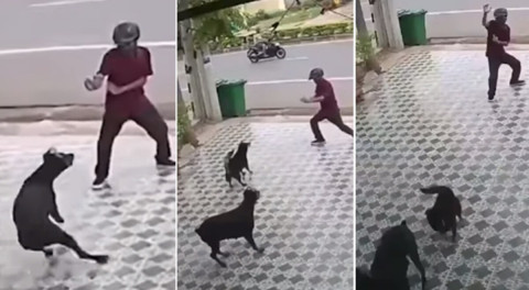 Hombre se defiende del ataque de dos perros al estilo Karate Kid